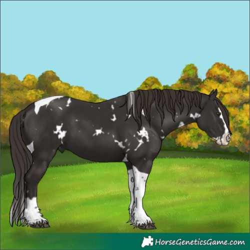 Horse Color:White Spotted Liver Chestnut Splash Tobiano