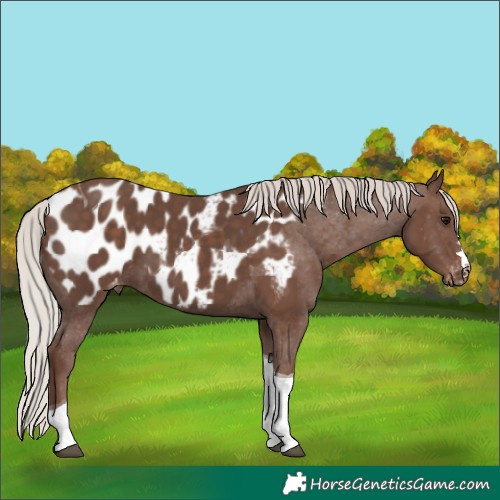 Horse Color:Silver Black Tobiano Appaloosa 