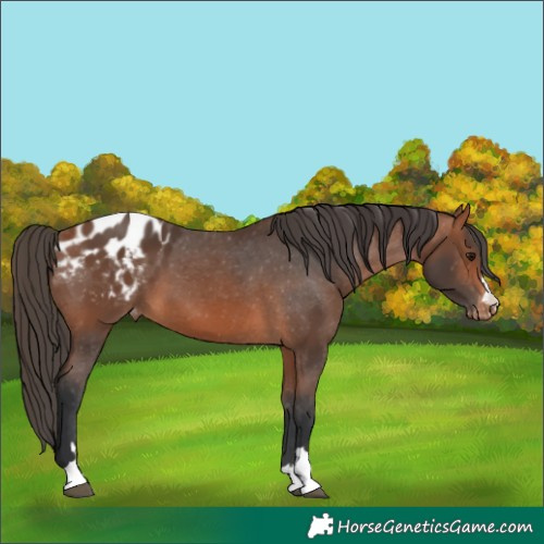 Horse Color:Bay Appaloosa 