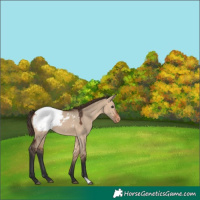 Horse Color:Bay Dun Snowcap