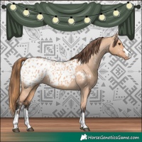 Horse Color:Red Dun Appaloosa and Bay Dun Appaloosa