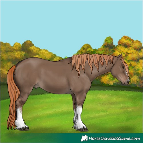 Horse Color:Liver Red Dun Tobiano 