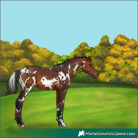 Horse Color:White Spotted Bay