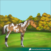 Horse Color:White Spotted Buckskin