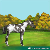 Horse Color:White Spotted Smoky Grullo