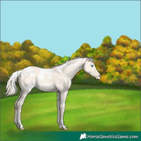 Horse Color:White Spotted Perlino Dun Appaloosa 