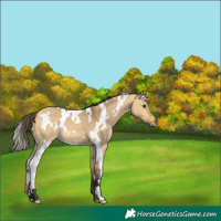 Horse Color:White Spotted Buckskin Dun 