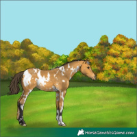 Horse Color:White Spotted Buckskin 