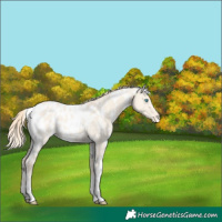 Horse Color:White Spotted Perlino Dun Appaloosa 