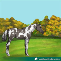 Horse Color:White Spotted Smoky Grullo 