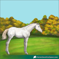 Horse Color:Smoky Creme Dun Appaloosa 