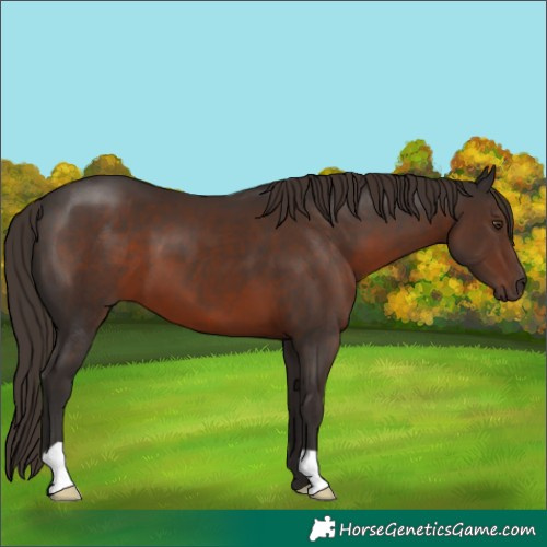 Horse Color:Liver Chestnut 