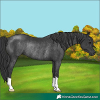 Horse Color:Black Rabicano 