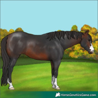 Horse Color:Brown 