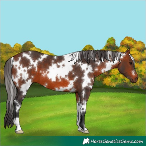 Horse Color:White Spotted Bay 