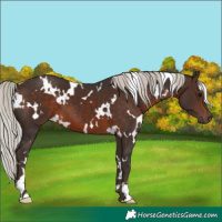 Horse Color:White Spotted Silver Brown 