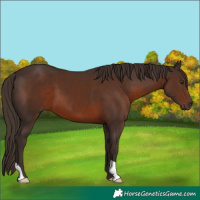Horse Color:Liver Chestnut