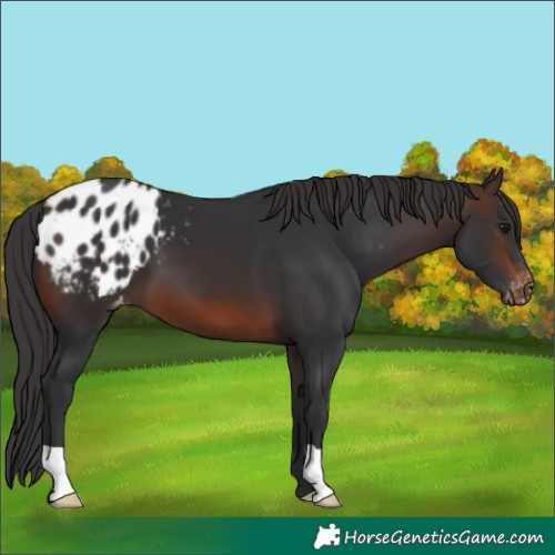 Horse Color:Brown Appaloosa 