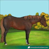 Horse Color:Liver Chestnut 