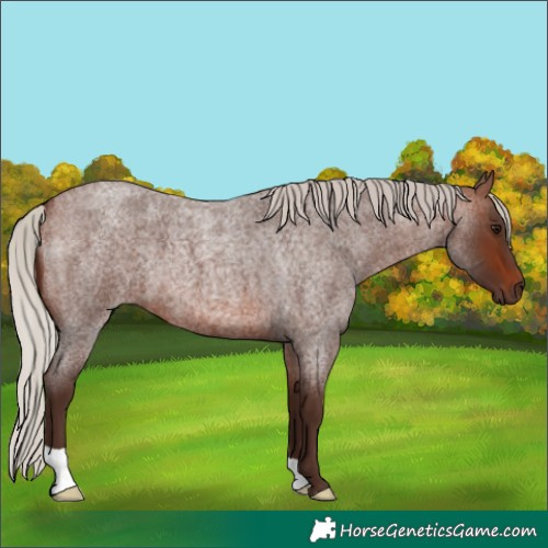 Horse Color:Silver Brown Roan