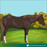 Horse Color:Liver Chestnut 