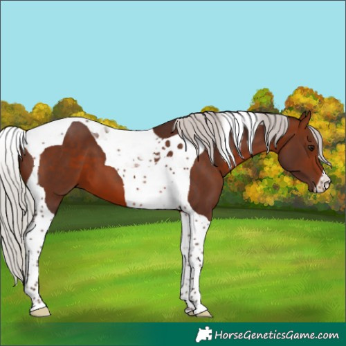 Horse Color:Silver Bay Tobiano 