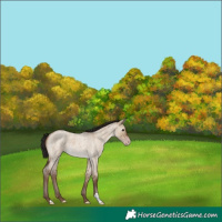 Horse Color:Gray Classic Champagne Roan Dun
