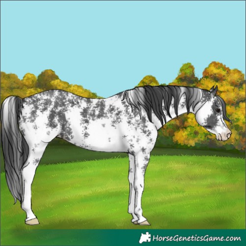 Horse Color:Black Sabino