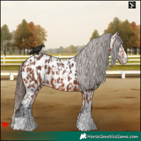 Horse Color:Bay Near Leopard  and Bay Near Leopard 