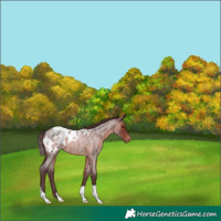 Horse Color:Chocolate Brown Roan Appaloosa