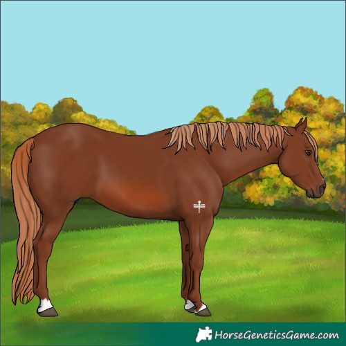 Horse Color:Chestnut 