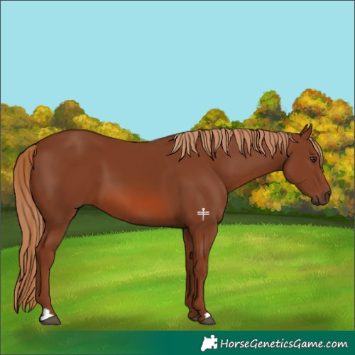 Horse Color:Chestnut 