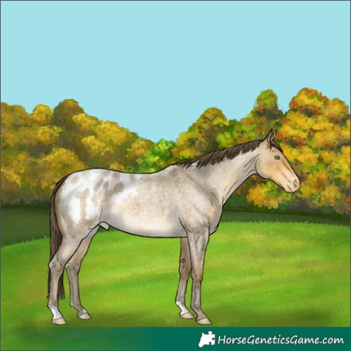 Horse Color:Sable Cream Champagne Roan Appaloosa