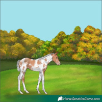 Horse Color:White Spotted Silver Amber Champagne Tobiano 