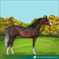 Horse Color:Brown Rabicano 