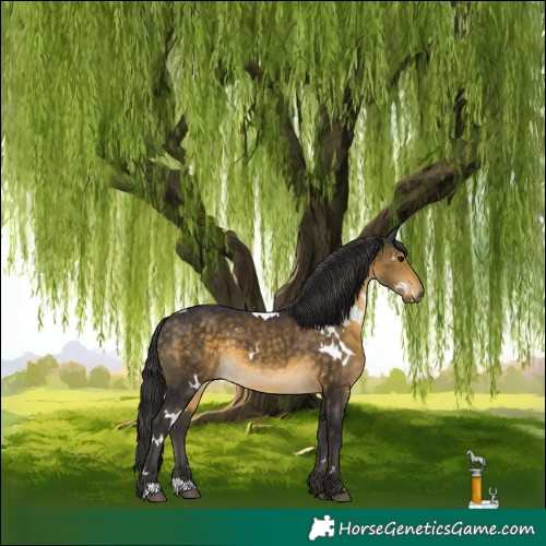 Horse Color:White Spotted Buckskin 