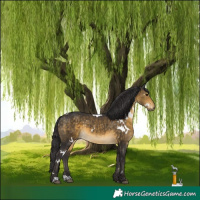 Horse Color:White Spotted Buckskin