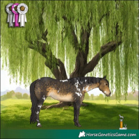 Horse Color:White Spotted Buckskin