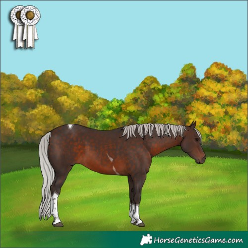 Horse Color:Silver Brown Tobiano 