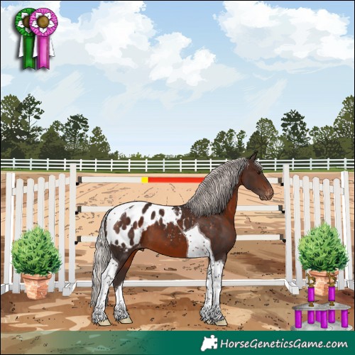 Horse Color:Silver Brown Tobiano Appaloosa 