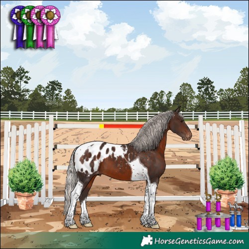Horse Color:Silver Brown Tobiano Appaloosa 
