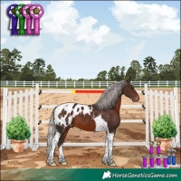 Horse Color:Silver Brown Tobiano Appaloosa