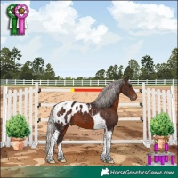Horse Color:Silver Brown Tobiano Appaloosa