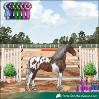 Horse Color:Silver Brown Tobiano Appaloosa 