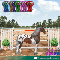Horse Color:Silver Brown Tobiano Appaloosa 