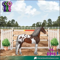 Horse Color:Silver Brown Tobiano Appaloosa 