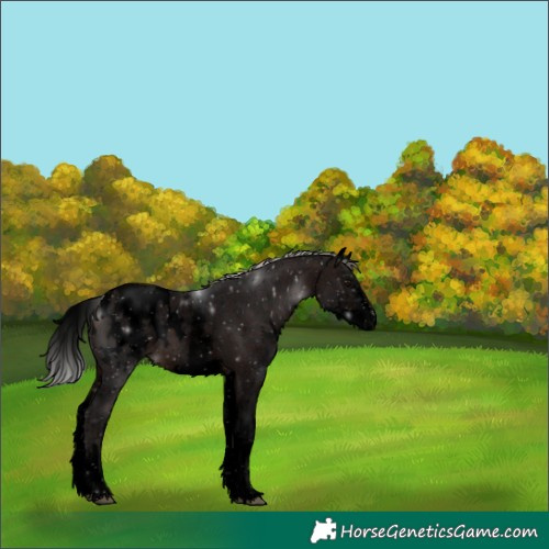 Horse Color:Void White Spotted Silver Brown Sabino Blanket 