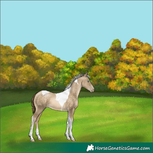 Horse Color:Buckskin Pearl Tobiano 