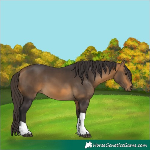 Horse Color:Buckskin Tobiano