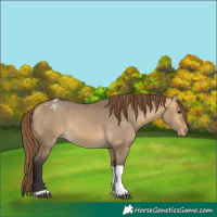 Horse Color:Buckskin Dun Tobiano Appaloosa 